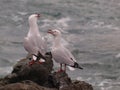 Socializing gulls Royalty Free Stock Photo