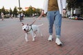 Socializing a young staffordshire terrier dog, walking with puppy downtown. Amstaff on the leash with the owner walking at a town