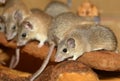 African grass rats