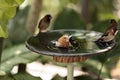 Society finch Lonchura striata domestica bird in a bird bath Royalty Free Stock Photo