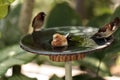 Society finch Lonchura striata domestica bird in a bird bath Royalty Free Stock Photo