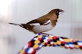 A society finch posing on a perch