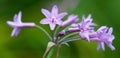 Society Garlic Flower Royalty Free Stock Photo