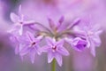 Society Garlic Flower Royalty Free Stock Photo