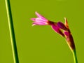 Society garlic flower Royalty Free Stock Photo