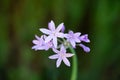 Society Garlic Flower Petals with Bokeh Background Royalty Free Stock Photo