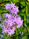 Society garlic flowers, closeup on green leaves background. Royalty Free Stock Photo