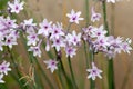 Society garlic (tulbaghia violacea) flowers Royalty Free Stock Photo