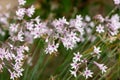 Society garlic (tulbaghia violacea) flowers Royalty Free Stock Photo