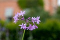 Society garlic (tulbaghia violacea) flowers Royalty Free Stock Photo