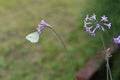 Society garlic Tulbaghia violacea Royalty Free Stock Photo