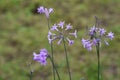 Society garlic Tulbaghia violacea Royalty Free Stock Photo