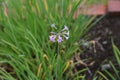 Society garlic Tulbaghia violacea Royalty Free Stock Photo