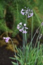 Society garlic Tulbaghia violacea Royalty Free Stock Photo