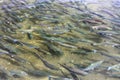 Sockeye Salmon entering the mouth of Brooks river