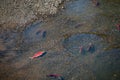 Sockeye Salmon Life - Migration to Spawn and Die Royalty Free Stock Photo