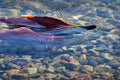 Sockeye Salmon Spawning, Shallow Creek Royalty Free Stock Photo