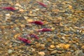 Swimming Sockeye Salmon Adams River Royalty Free Stock Photo