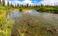 Sockeye salmon in the Gulkana River, Alaska