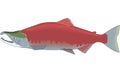 Sockeye Salmon Illustration