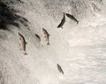 Sockeye salmon jumping Royalty Free Stock Photo