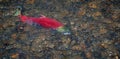 Sockeye Salmon - Migration Royalty Free Stock Photo