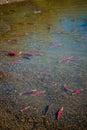 Sockeye Salmon - Migration to Spawn Royalty Free Stock Photo