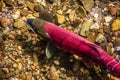 Sockeye Salmon ready to spawn Royalty Free Stock Photo