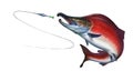 Sockeye Salmon, Red salmon on white attacks fish bait jigs and stakes, spawning fish, red caviar.