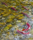 Sockeye Salmon spawning in a Canadian River