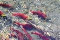 Sockeye Salmon Swim Up the Adams River Royalty Free Stock Photo