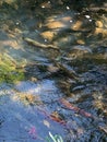 Sockeye salmon in wild Alaska river