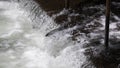 Sockeye Swimming the Wrong Way at the Salmon Weir