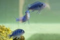 Socolofi cichlid fish Royalty Free Stock Photo