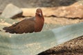 Socorro dove Royalty Free Stock Photo