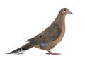 Socorro dove, Zenaida graysoni, is a dove isolated
