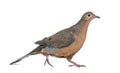 Socorro dove, Zenaida graysoni, is a dove walking