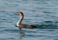 Socotra cormorant with beautiful eyes