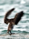 Socotra cormorant drying its wings, motion blur photographs Royalty Free Stock Photo