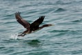 Socotra cormorant flying above water Royalty Free Stock Photo