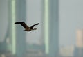 Socotra cormorant flying against the highrise iconic buildings of Bahrain