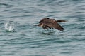 Socotra cormorant flying with splash of water Royalty Free Stock Photo