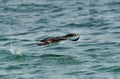 Socotra cormorant flying with splash of water