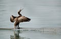 Socotra cormorant opening its beak