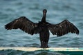 Socotra cormorant perched on a boast spreading its wings, Bahrain