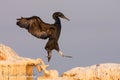 Socotra cormorant, Phalacrocorax nigrogularis Royalty Free Stock Photo