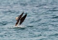 Socotra cormorant raisning its wings