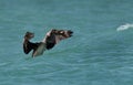 Socotra cormorant shaking ite head to get rid of water Royalty Free Stock Photo