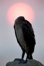 Socotra cormorant sleeoing during sunrise at Busaiteen coast of Bahrain