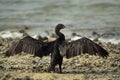 Socotra cormorant spreading its full wing span to dry its wings